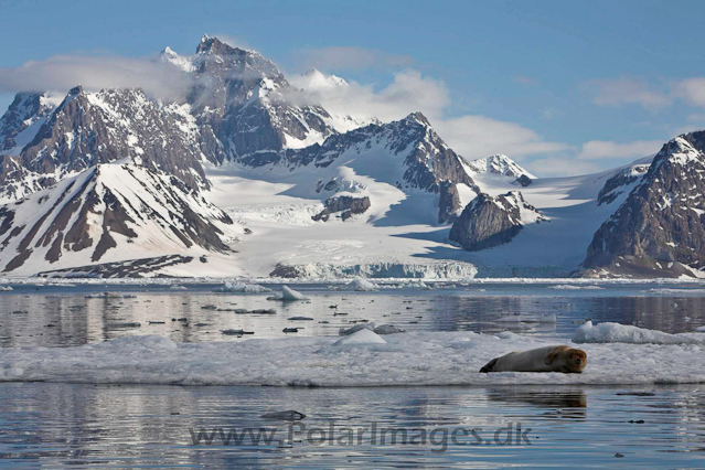 Bearded seal, Hornsund_MG_0372