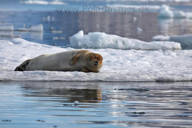 Bearded seal, Hornsund_MG_0375