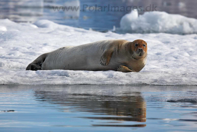 Bearded seal, Hornsund_MG_0385