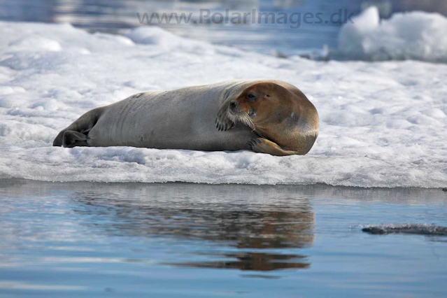 Bearded seal, Hornsund_MG_0388