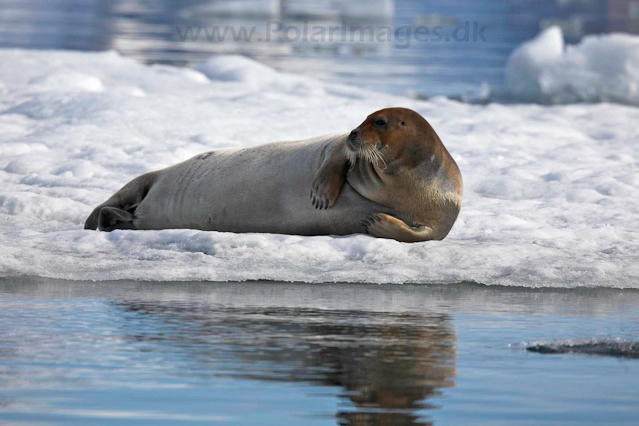 Bearded seal, Hornsund_MG_0389