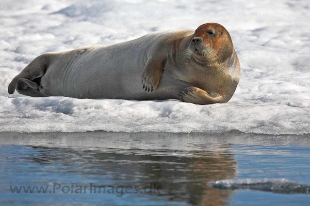 Bearded seal, Hornsund_MG_0394