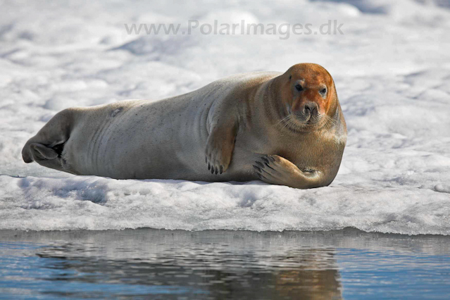 Bearded seal, Hornsund_MG_0398