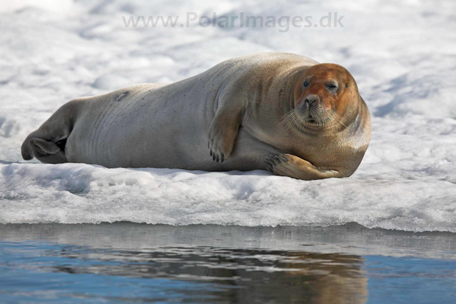 Bearded seal, Hornsund_MG_0400