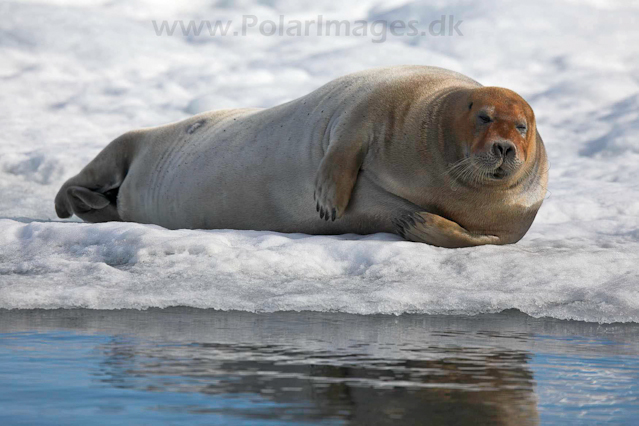 Bearded seal, Hornsund_MG_0402