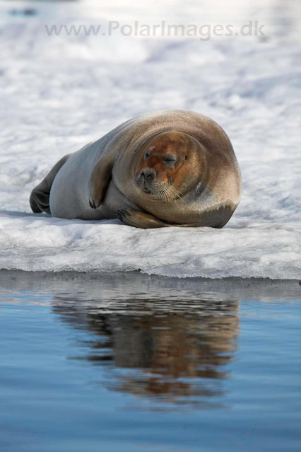 Bearded seal, Hornsund_MG_0413