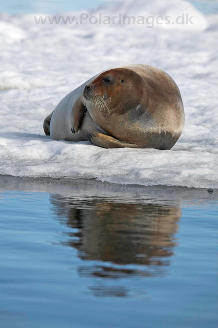 Bearded seal, Hornsund_MG_0417