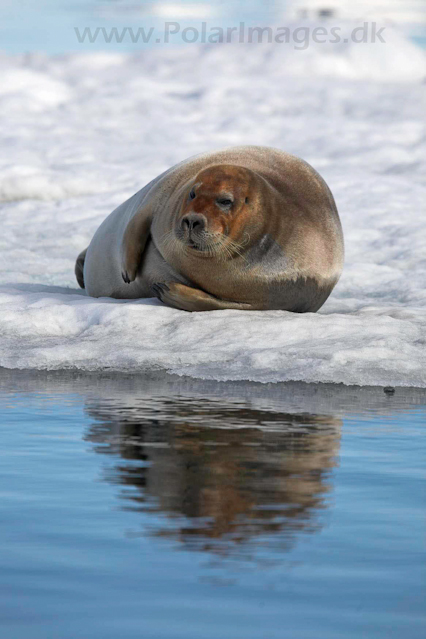 Bearded seal, Hornsund_MG_0418