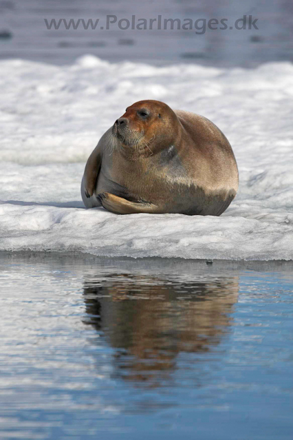 Bearded seal, Hornsund_MG_0428