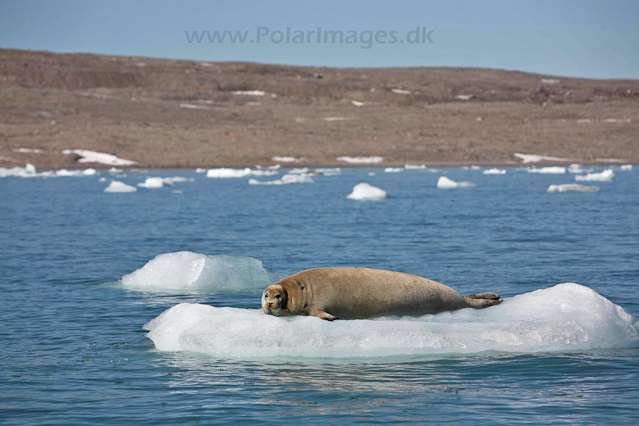 Bearded seal_MG_9556