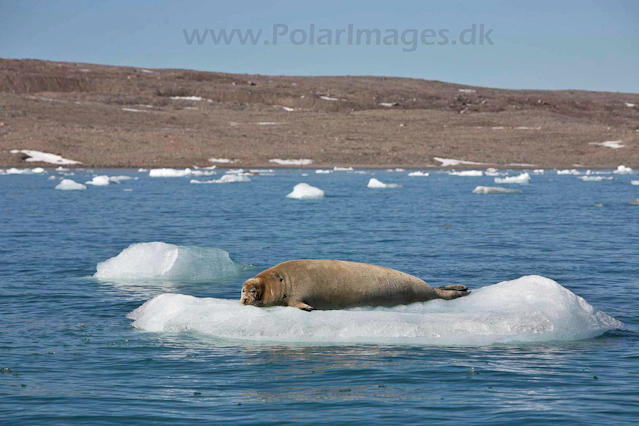 Bearded seal_MG_9558