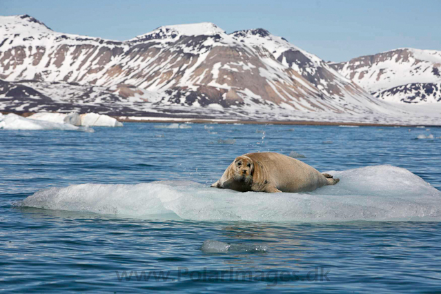 Bearded seal_MG_9564