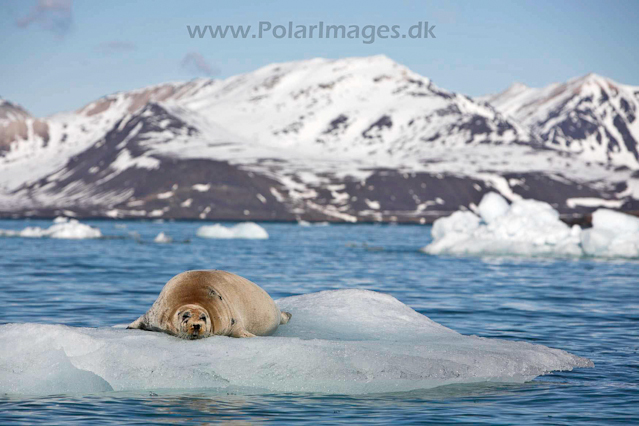 Bearded seal_MG_9567