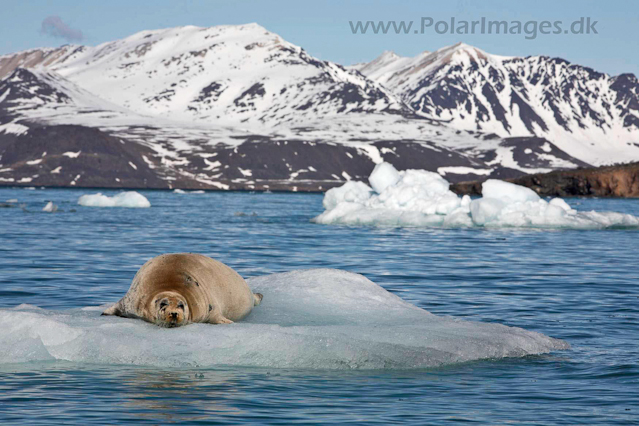 Bearded seal_MG_9569