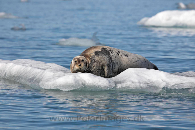 Bearded seal_MG_9592