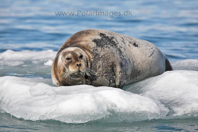 Bearded seal_MG_9600