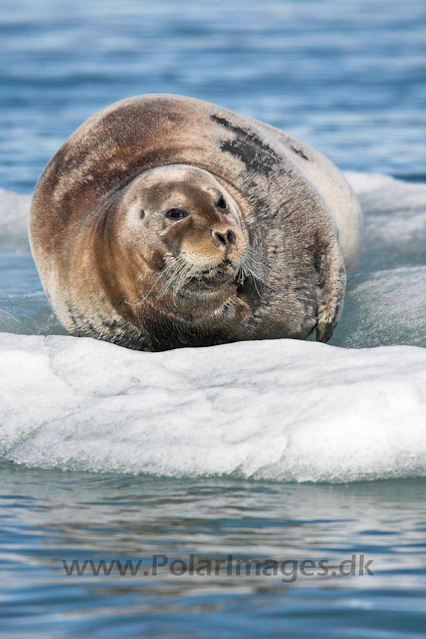 Bearded seal_MG_9605