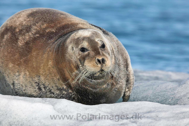 Bearded seal_MG_9617