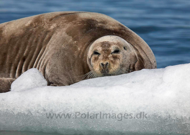 Bearded seal_MG_9635