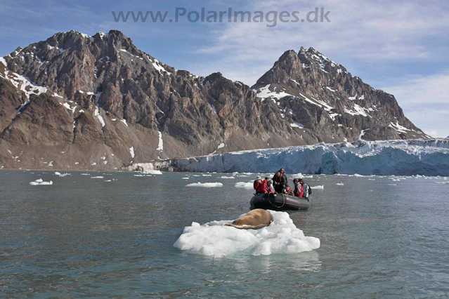 Bearded seal_MG_9644