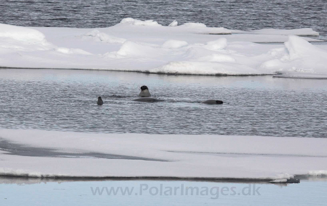 Harp seal_MG_2964