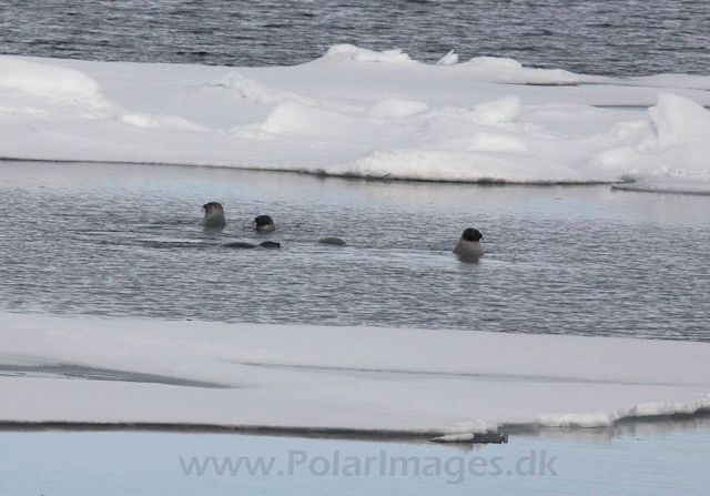 Harp seal_MG_2968