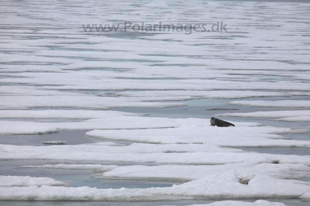 Ringed seal_MG_8824