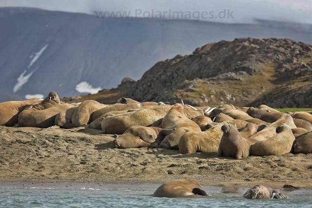 Walrus, Andreetangen_MG_1680