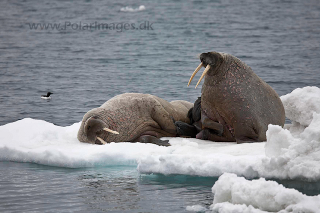 Walrus_MG_0023