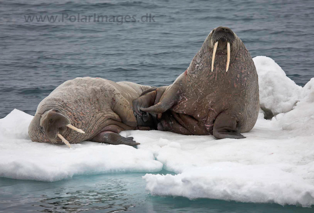 Walrus_MG_0024