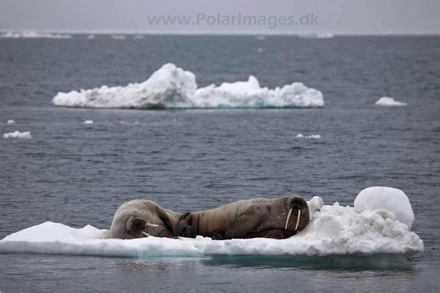 Walrus_MG_0044