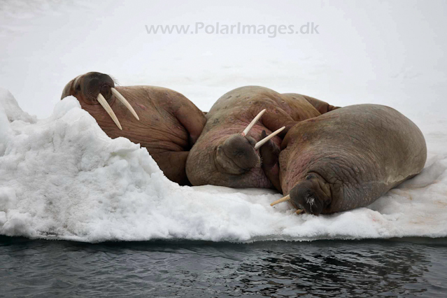 Walrus_MG_0083