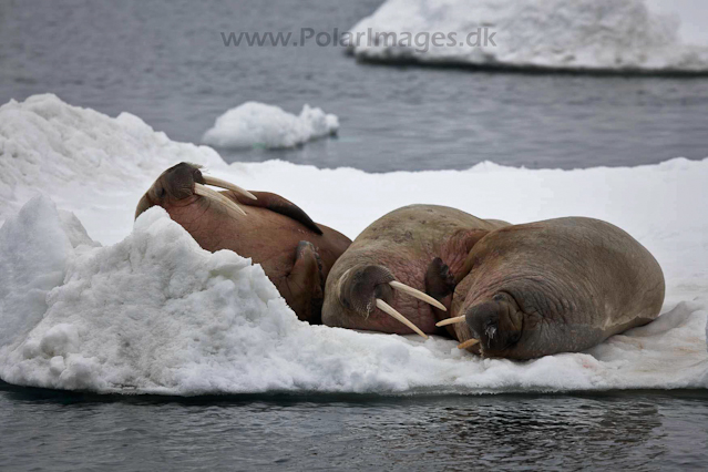 Walrus_MG_0092