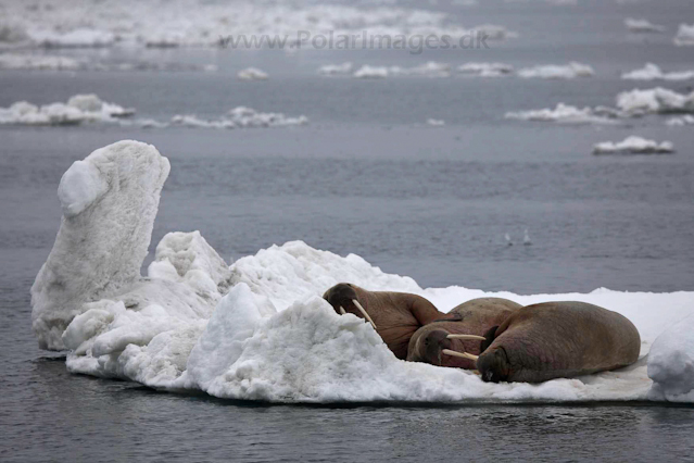 Walrus_MG_0114