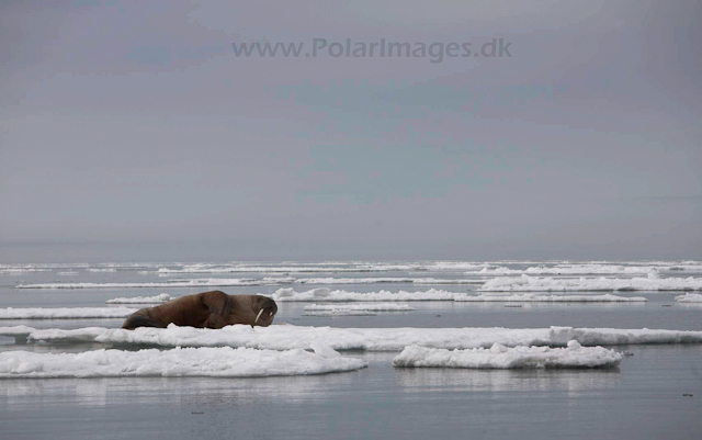 Walrus_MG_0119