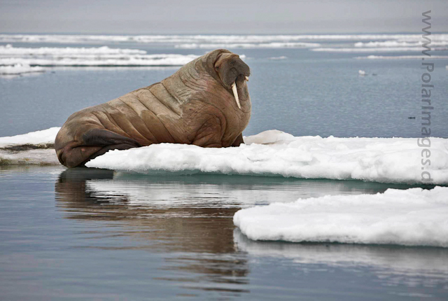 Walrus_MG_0130