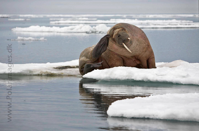 Walrus_MG_0132