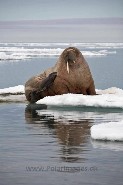 Walrus_MG_0136