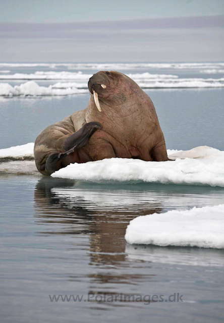 Walrus_MG_0138