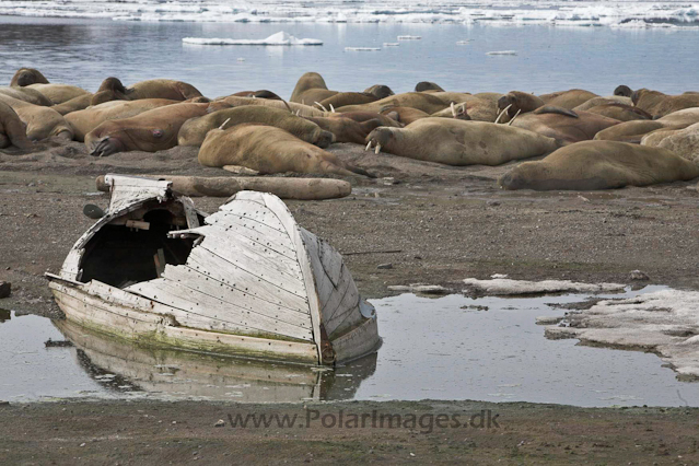 Walrus_MG_0166