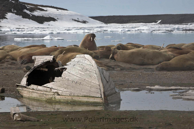 Walrus_MG_0172