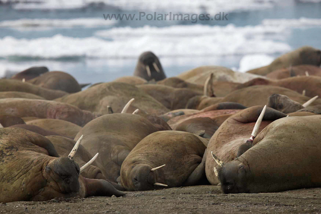 Walrus_MG_0186