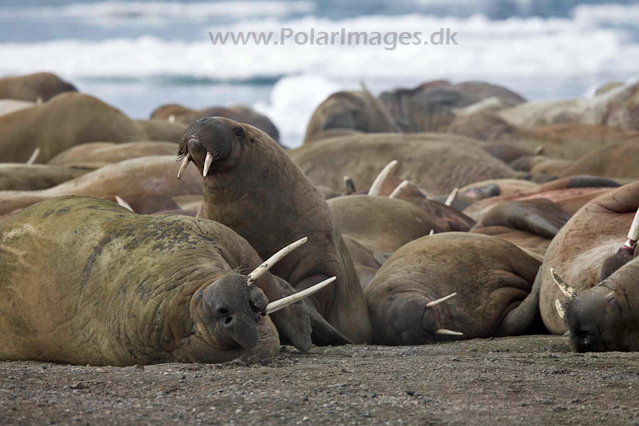 Walrus_MG_0188