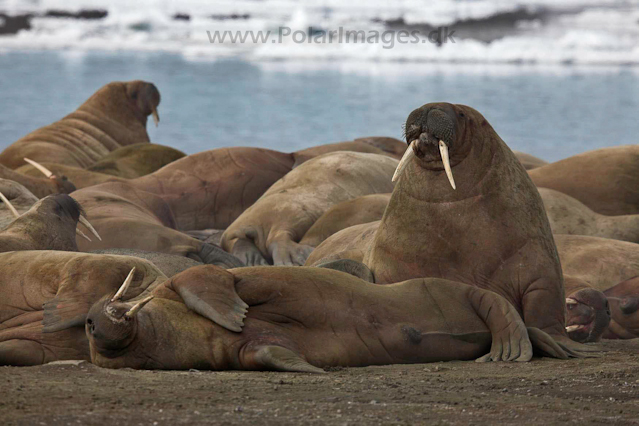 Walrus_MG_0193