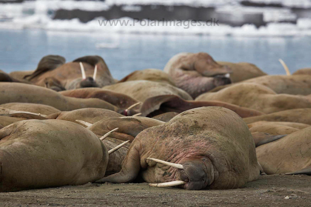 Walrus_MG_0210