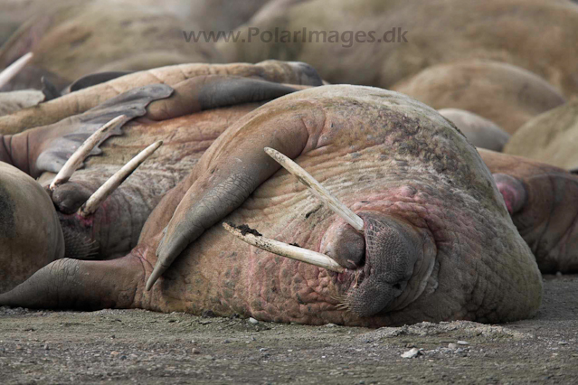 Walrus_MG_0247