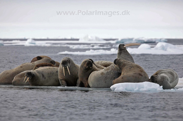 Walrus_MG_0783