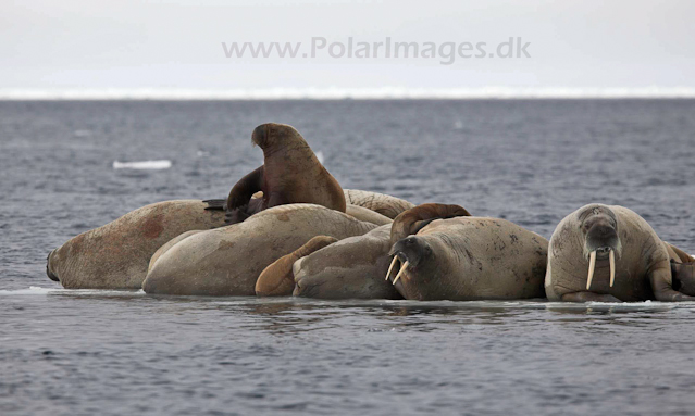 Walrus_MG_0798