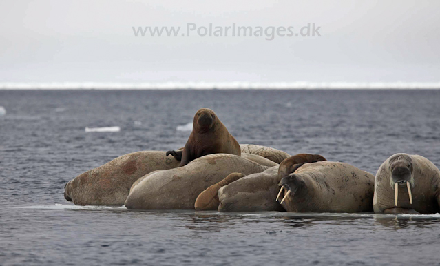 Walrus_MG_0801