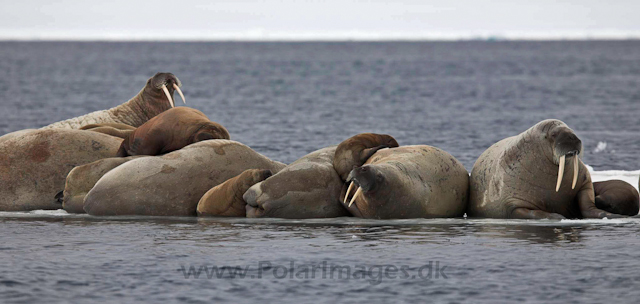 Walrus_MG_0816